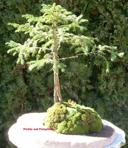 Bonsai 009 (Small).jpg