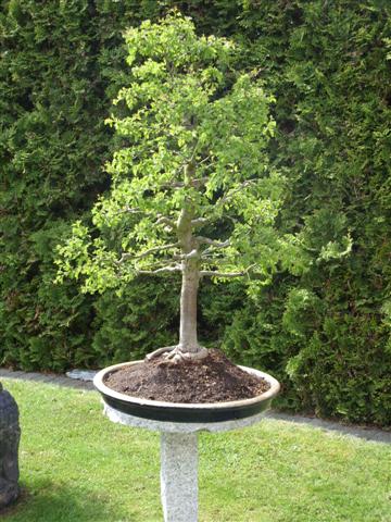 Bonsai 016 (Small).jpg