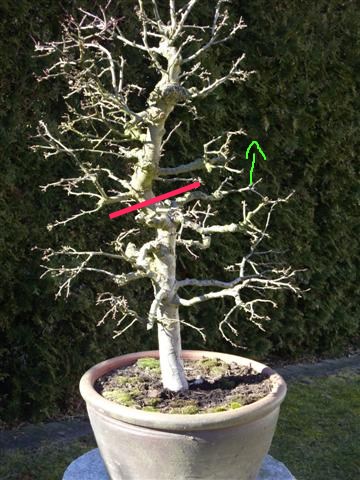Bonsai%20012%20(Small).jpg