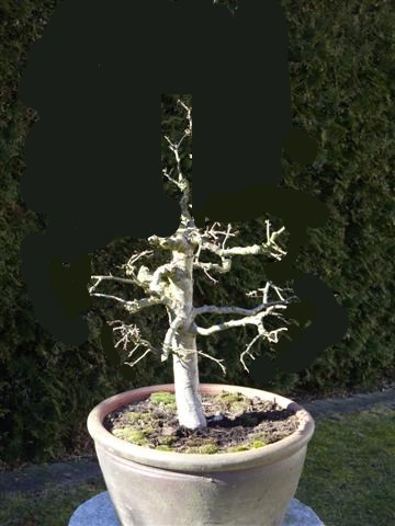 Bonsai%20012%20(Small)neu.jpg