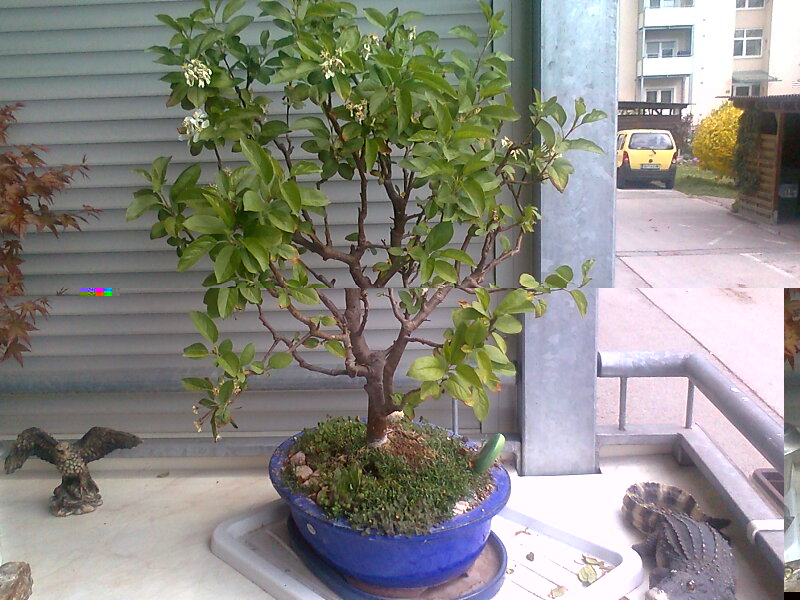 Foto0211.jpg