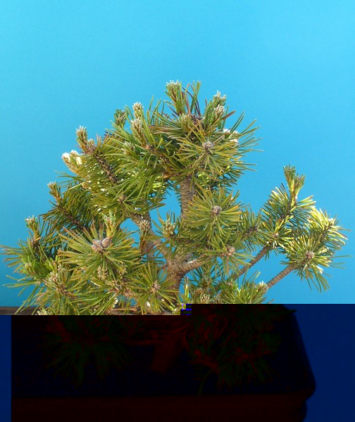 Pinus-Mugo-042011.jpg