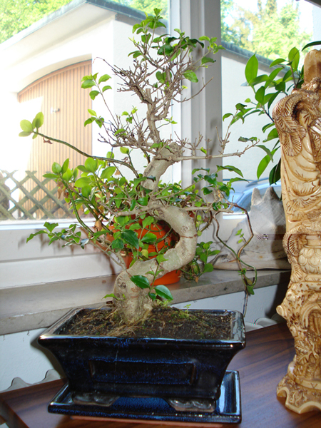 Bonsai 2