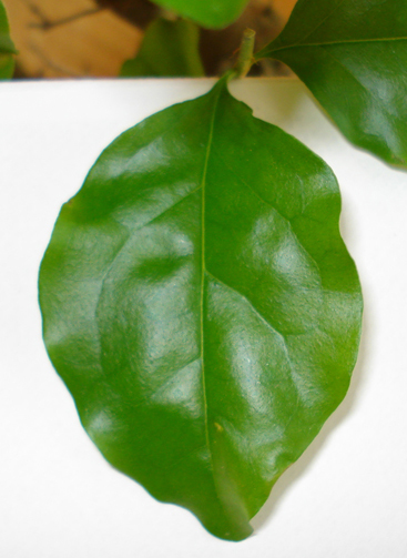 Bonsai 1 Blätter