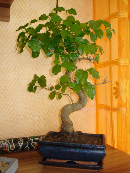 Bonsai 1