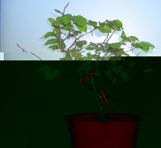 Frei aufrecht, grün gepunktet die Stammlinie