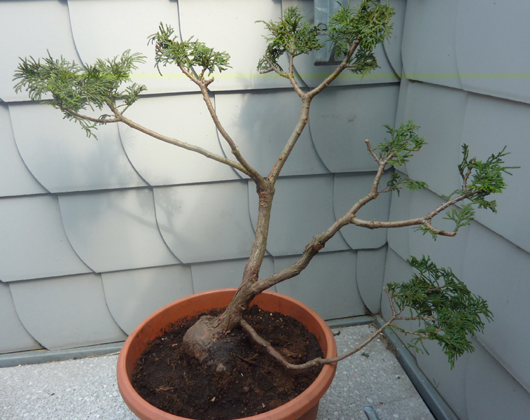 baum?