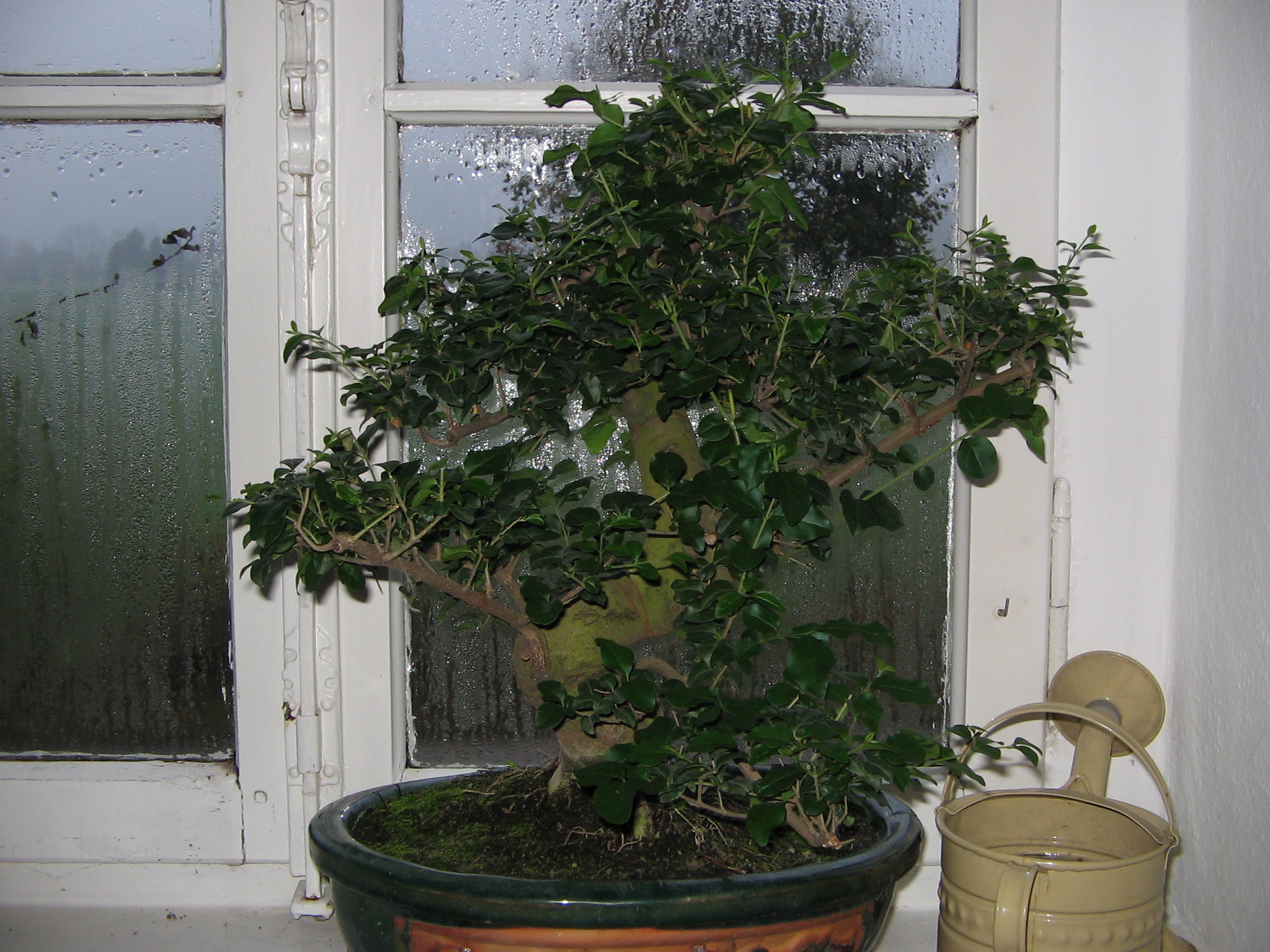 bonsai 001.jpg