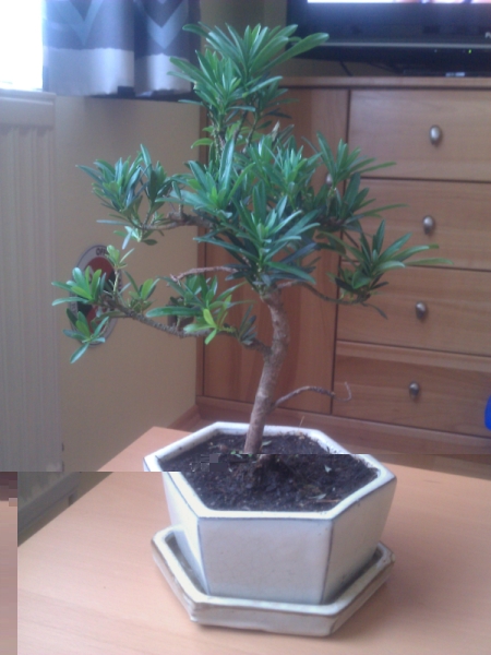 mein bonsai