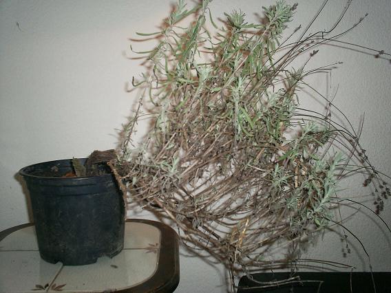 Lavendel ganz.jpg