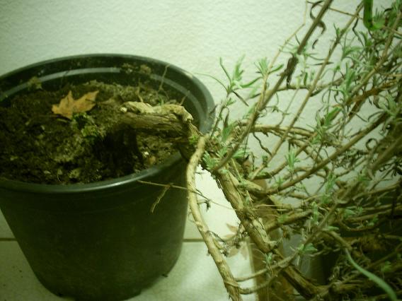lavendel nahaufnahme.jpg