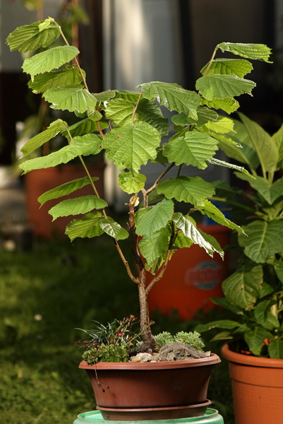 bonsai corylus avellana