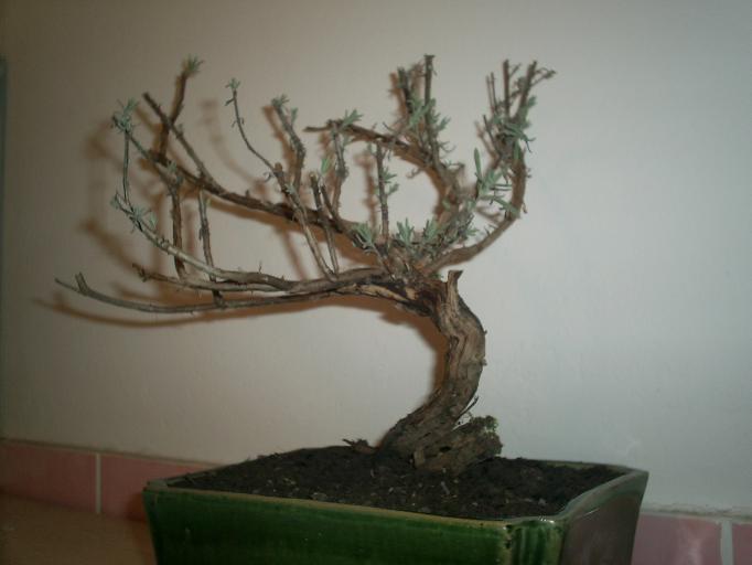 Lavendel 2005 umgetopft und beschnitten..JPG