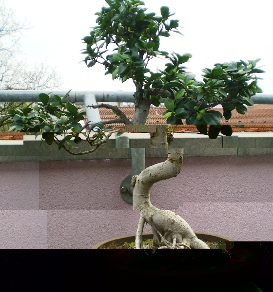 Ficcus Retusa.jpg