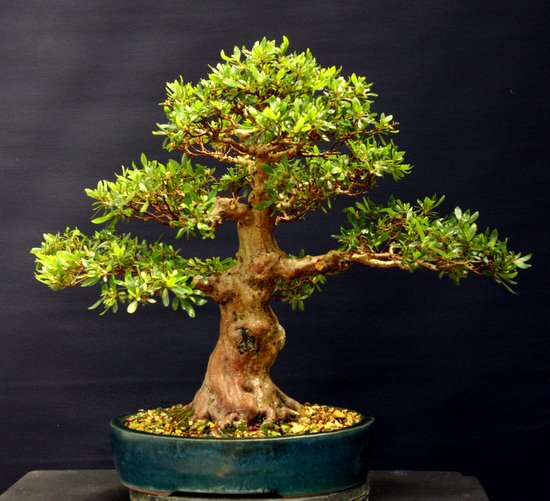 Bonsai 16.07.2011 100.JPG