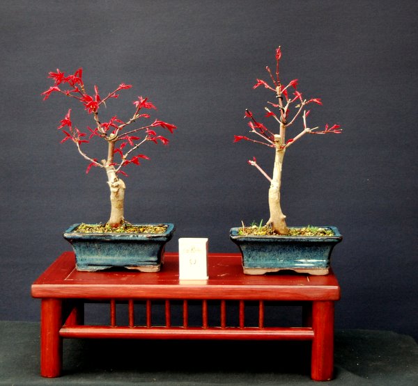 Acer palm deshojo Jungpflanzen.JPG
