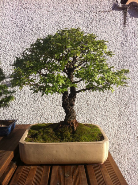 bonsai-ulme-kl.jpg