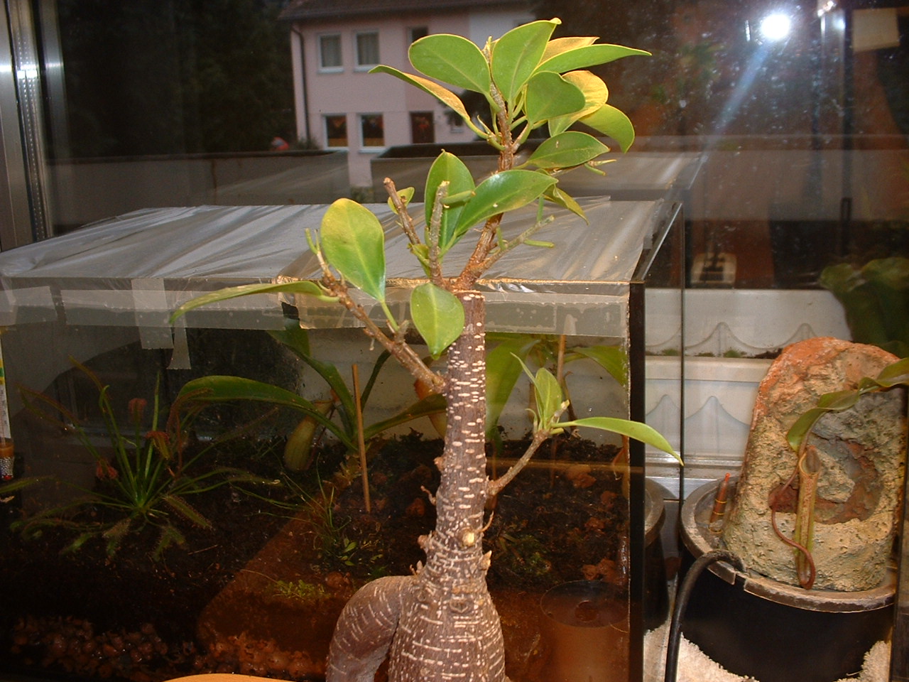 DSCF0083.JPG