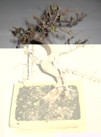 Bonsai 009.jpg