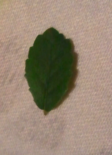 2011-11-10 18.09.57.jpg