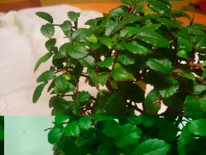 2011-11-10 18.10.16.jpg