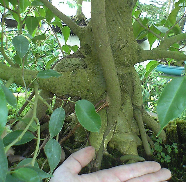 05-12-27_14-311_ficus2_ba.jpg