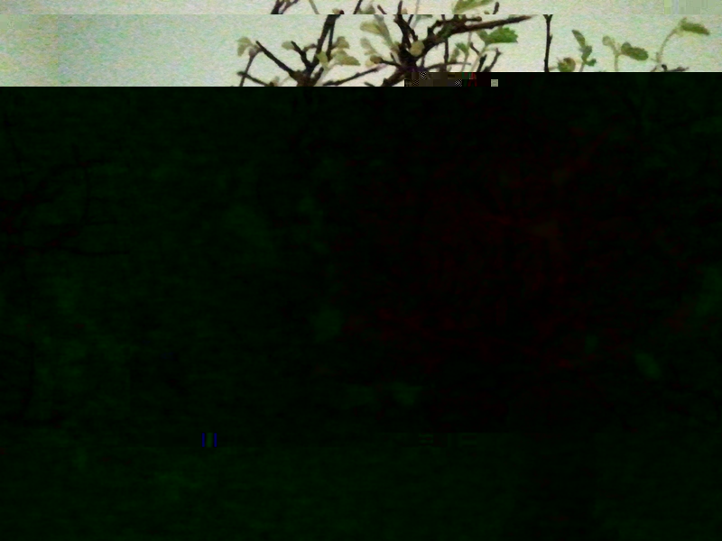 bonsai.jpg