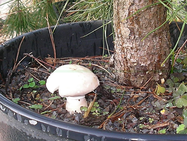 Pilze2007_10_2.jpg