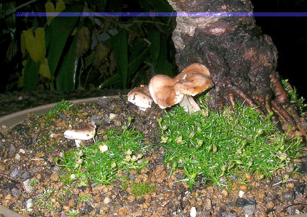 Pilze2007_10.jpg