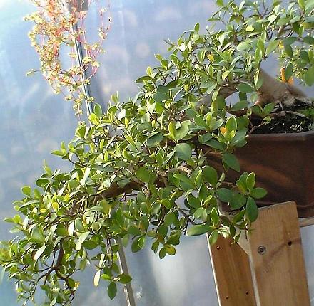 Ficus formosa  Sommer 05