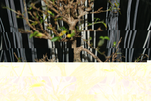 Mittlere Baum