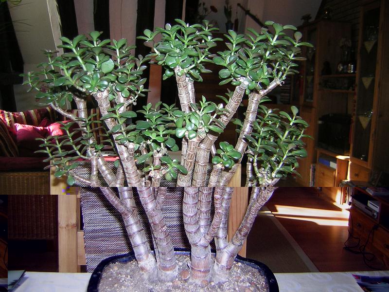 Jade Baum.jpg