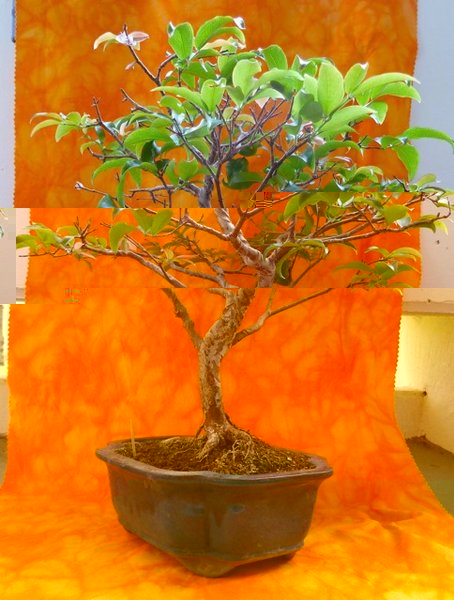 file-2.jpg