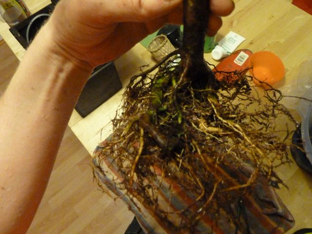 P1020310.jpg