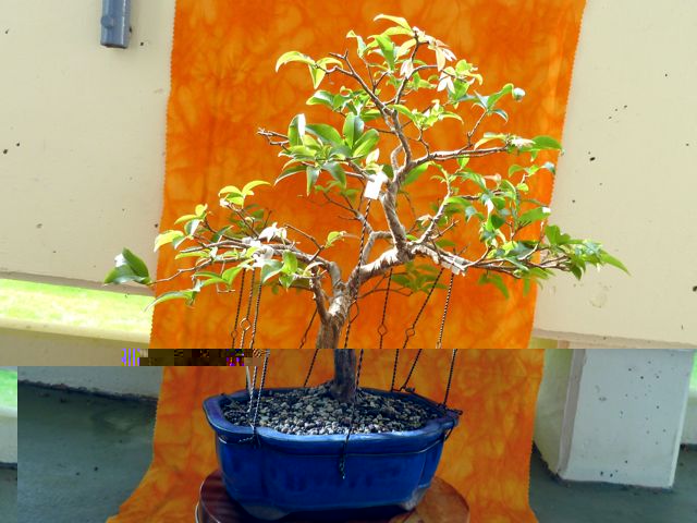 P1020366.jpg