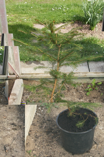 Nadelbaum auch dieses Jahr aus dem Wald