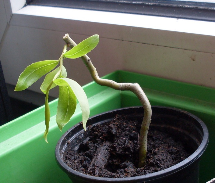 Mein korkenziherweide^^