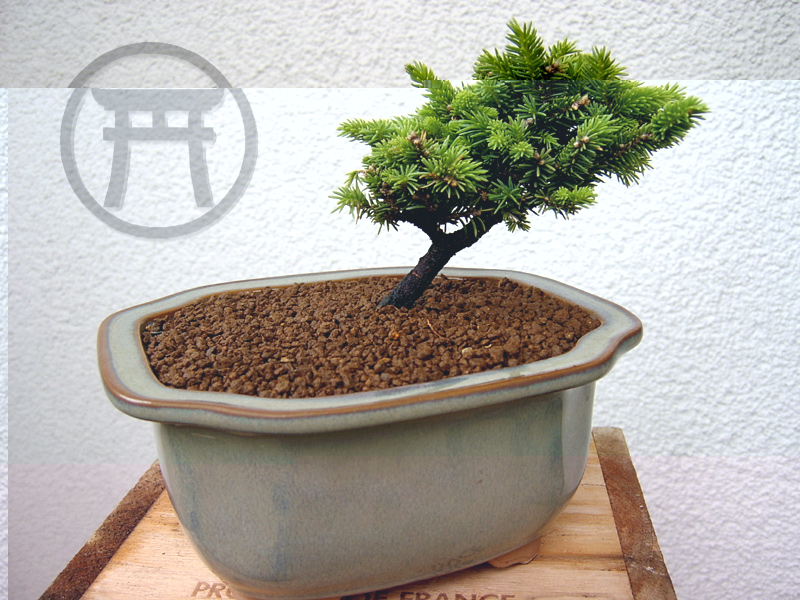 bonsai_04.jpg