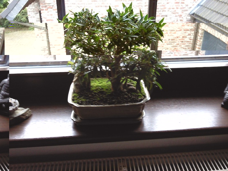 Bonsai2.jpg