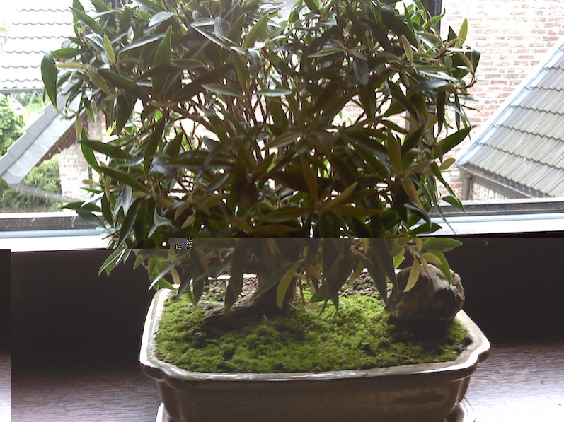 Bonsai1().jpg