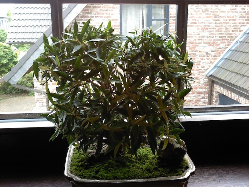 Bonsai().jpg