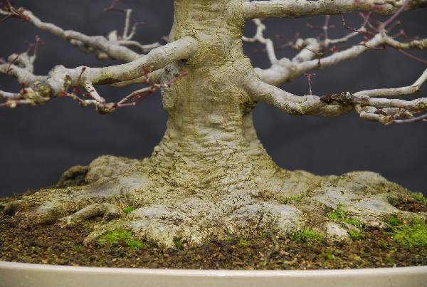 Acer Palmatum Diebstahl Juli 2012.JPG