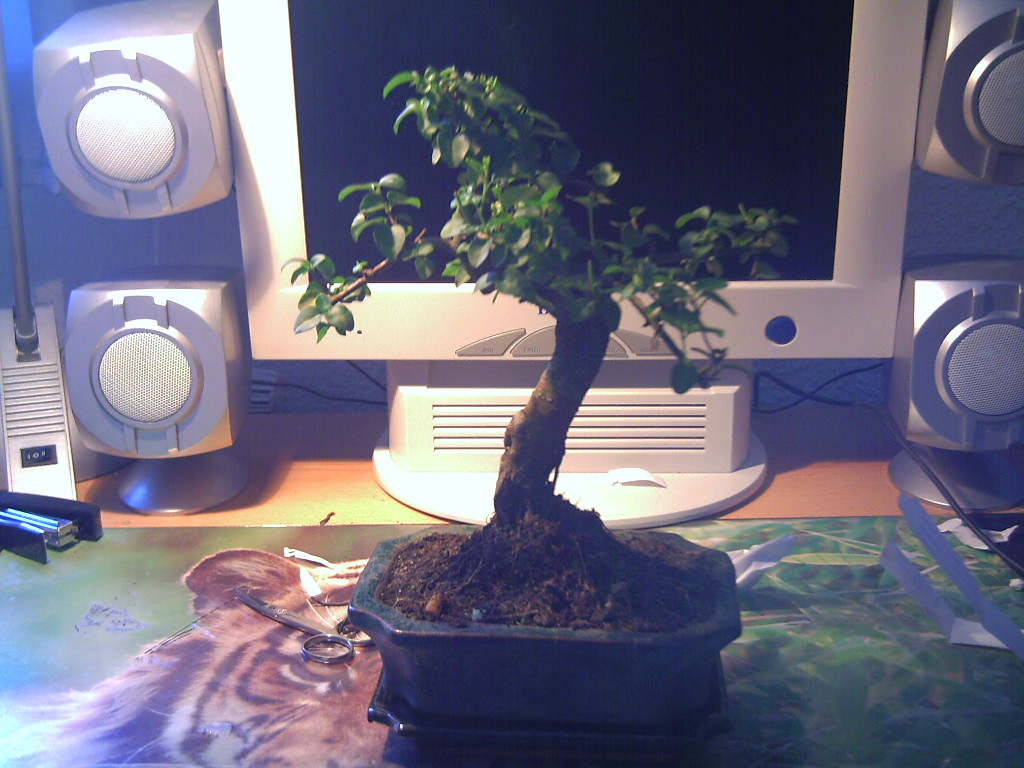 PICT0005.JPG