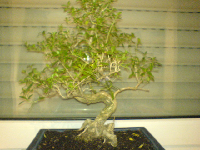 DSC00203.JPG