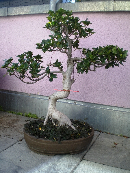 Ficus abmoosen_600x600_1000KB.jpg