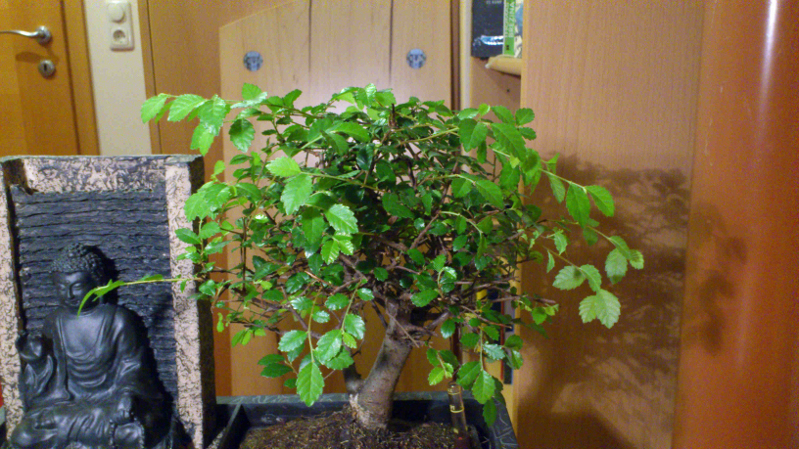 bonsai_vorderansicht_klein.jpg