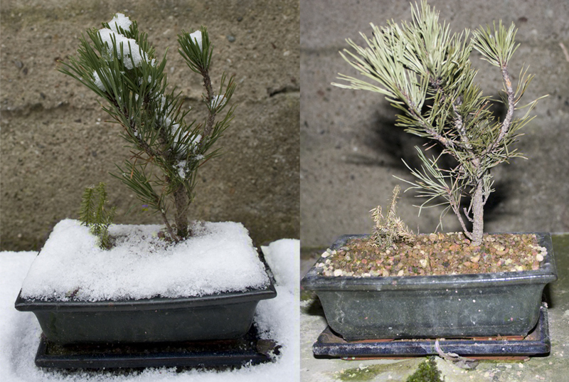 yamadori bergkiefer.jpg