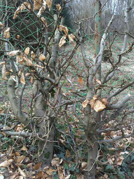 Hecke1.jpg