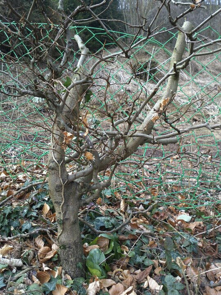 Hecke2.jpg