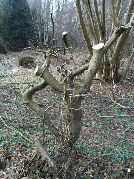 Hecke4.jpg